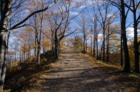 Forest with road and blue skyの写真素材