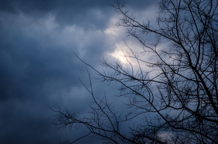 Storm clouds with tree boughの写真素材