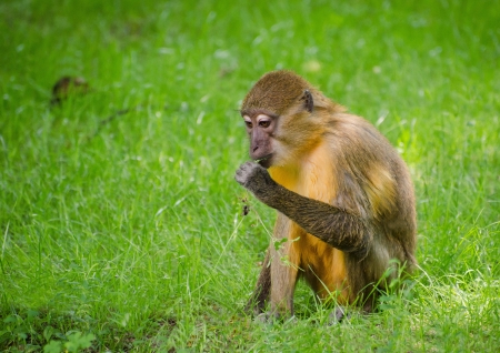 Monkey - Sitting in grass and eatingの写真素材