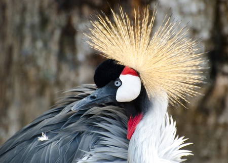 Crowned Crane profile with selective focusの写真素材