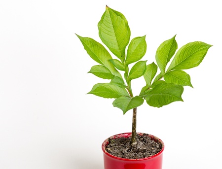 Green plant isolated on white backgroundの写真素材