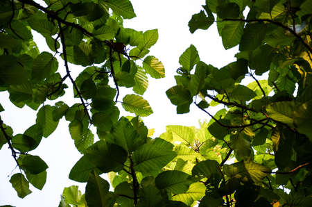 Green trees on the hill in the Northern of Thailandの写真素材