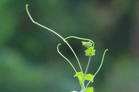 Organic vegetable