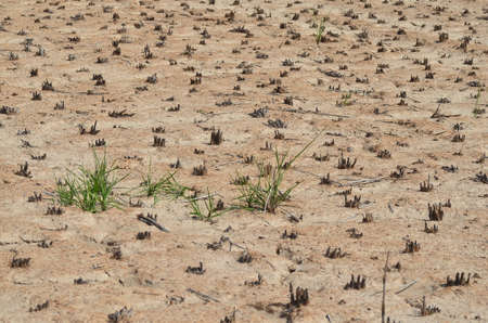 Dry land of paddy field in Thailandの写真素材