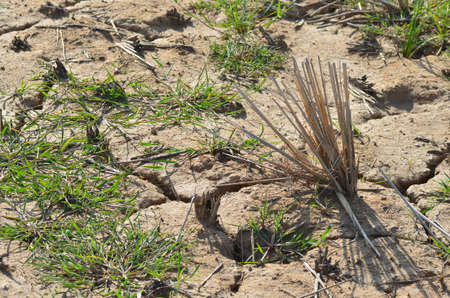 Paddy field in dry season