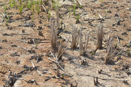 Paddy field in dry seasonの写真素材