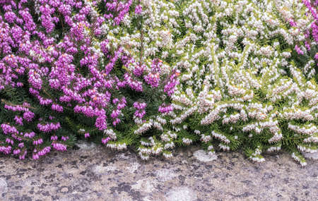 old concrete border with blooming heather shrubの写真素材