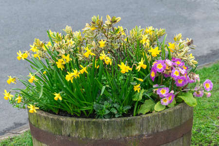 Rustic wood flower bed with spring daffodils and primroses in the street near the roadの写真素材