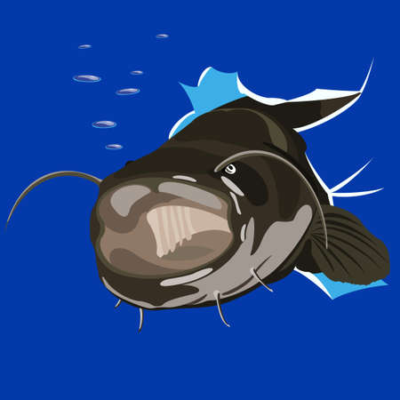 illustration of angry catfish done in cartoon style.のイラスト素材