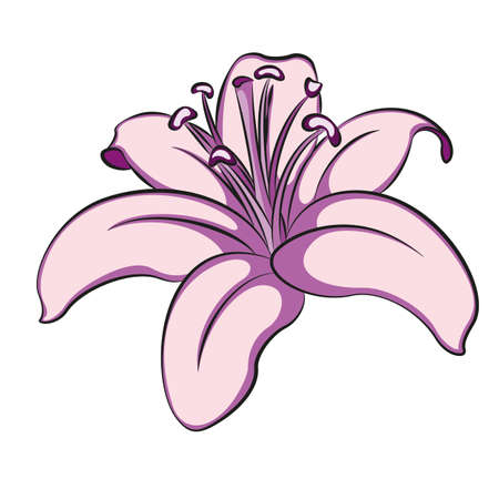 illustration of lily flower. Clip art.のイラスト素材