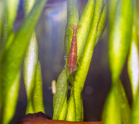 The red cherry shrimp in the aquarium
