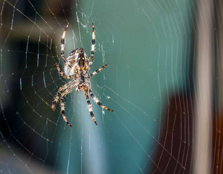 Spider on a spider web. Macro photo.