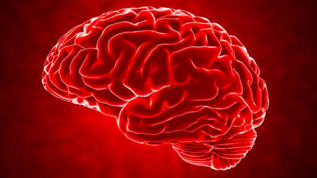Human brain 3D render