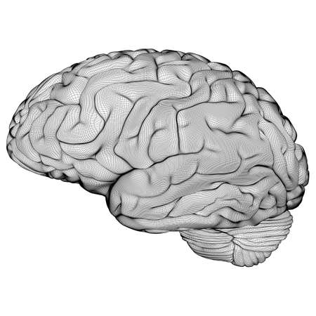Wireframe brain isolated on white background. Vector