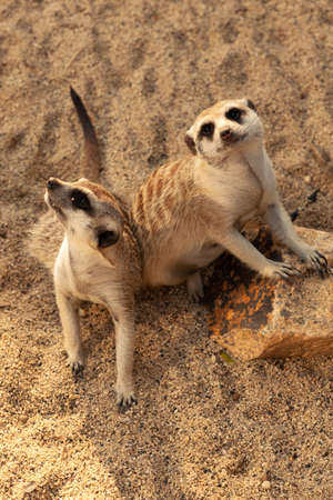 A family of meerkats fears an attack from air predatorsの写真素材