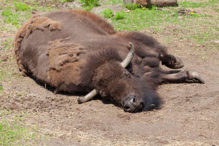a huge bull sheds its fur.の写真素材