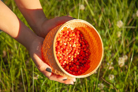 Wild berry collected in a basket in the forest.の写真素材
