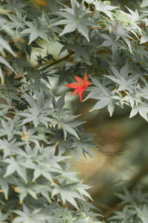 red Japanese maple leaf. Background of green leavesの写真素材