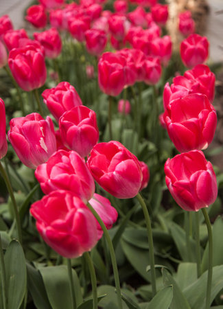 Bright red tulip flowers delight. Holland flowerの写真素材
