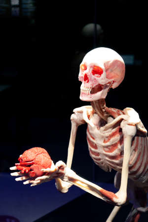 Body World is a museum that exhibits plastinated bodies.のeditorial素材