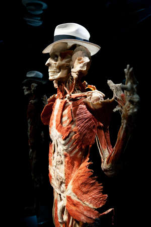 Body World is a museum that exhibits plastinated bodies.のeditorial素材