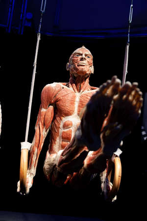 Body World is a museum that exhibits plastinated bodies.のeditorial素材