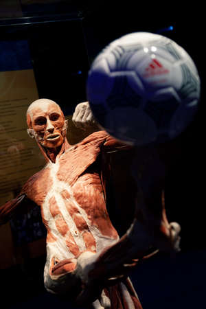Body World is a museum that exhibits plastinated bodies.