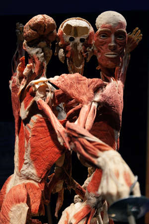 Body World is a museum that exhibits plastinated bodies.のeditorial素材