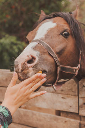 White horse in the stable. Warm color. Close-up.の写真素材
