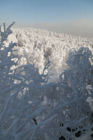 The pine forest is covered with fluffy snow. Meet 2022の写真素材
