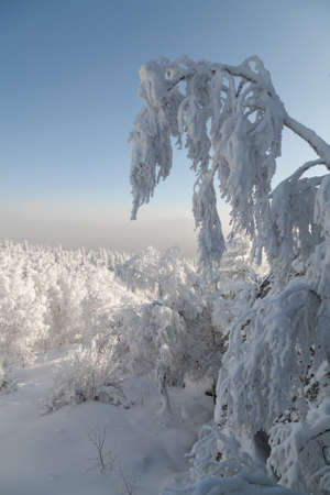 The pine forest is covered with fluffy snow. Meet 2022の写真素材