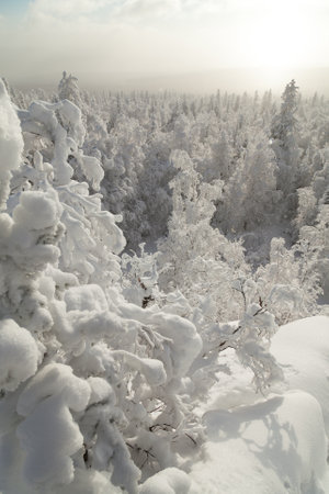 The pine forest is covered with fluffy snow. Meet 2022の写真素材