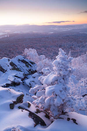 The pine forest is covered with fluffy snow. Meet 2022の写真素材