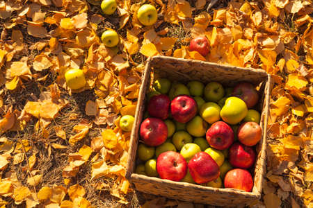 Children harvest apples in a basket on a sunny autumn day