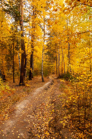 Trail in the autumn forest. Yellow leaves have already begun to fall from the treesの写真素材