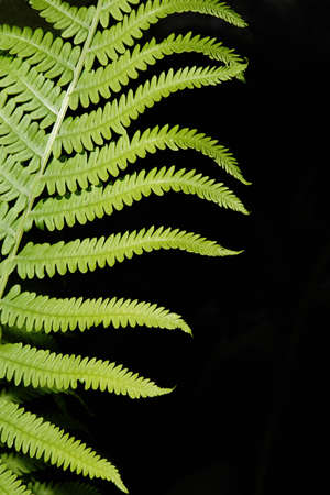 Vertical abstract image of a Boston fern.