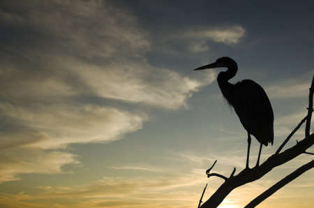 Silhouette of a heron standing on a branch calling out with bright sunset in the backgroundの写真素材