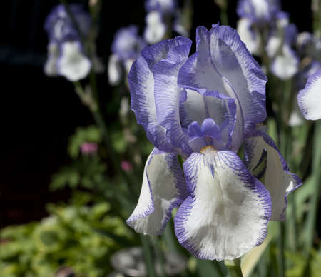 Selective focus on the foreground iris with many iris blossoms in the background on a sunny day in...