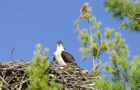 Osprey watching the photographer from the nest located in Charleston Lakeの写真素材