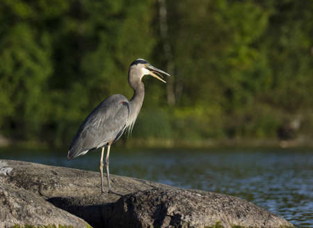 Heron gagging down a fish standing on the rock at Charleston Lakeの写真素材
