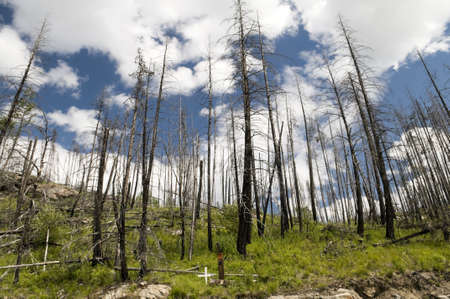 New Growth amounst the remains of a forest fire in the interior of British Columbia 2001の写真素材