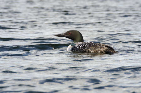 Selective focus on a loon in the middle of the lake in early summerの写真素材