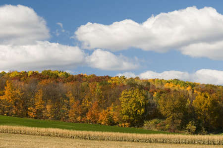 Farm field in autumn with a stand of maple trees on the horizonの写真素材