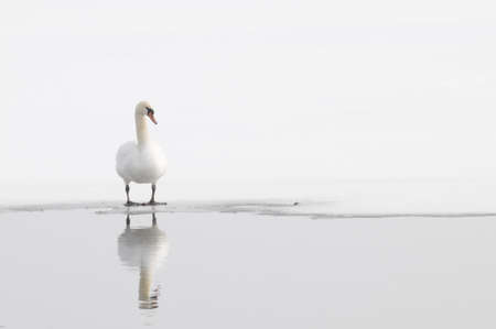 Single Winter Swan on the edge of open water on a northern lakeの写真素材