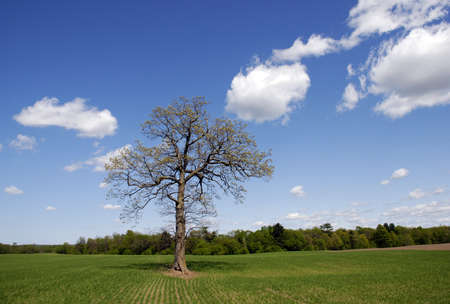Corn sprouts in the early spring while large oak tree buds.