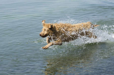 Labradoodle dog running through the water at the lakeの写真素材