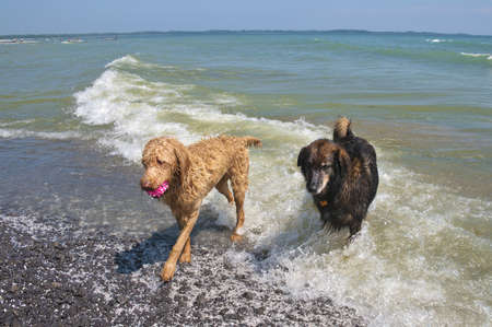 Dogs just coming out of the waves on Lake Ontario after playing ballの写真素材