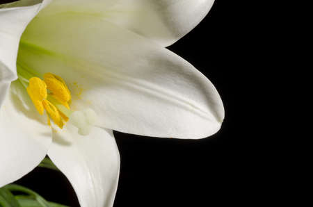 Macro image of a lily blossom with a black backgroundの写真素材