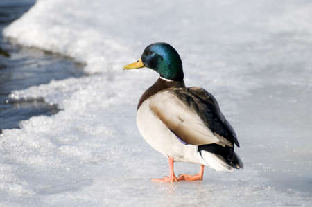 Male mallard duck stands on the ice at the edge of the riverの写真素材