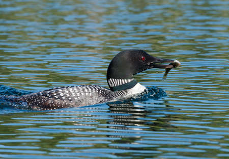 Loon surfaces after catching a fish and holds it in her beak while gliding across the lakeの写真素材
